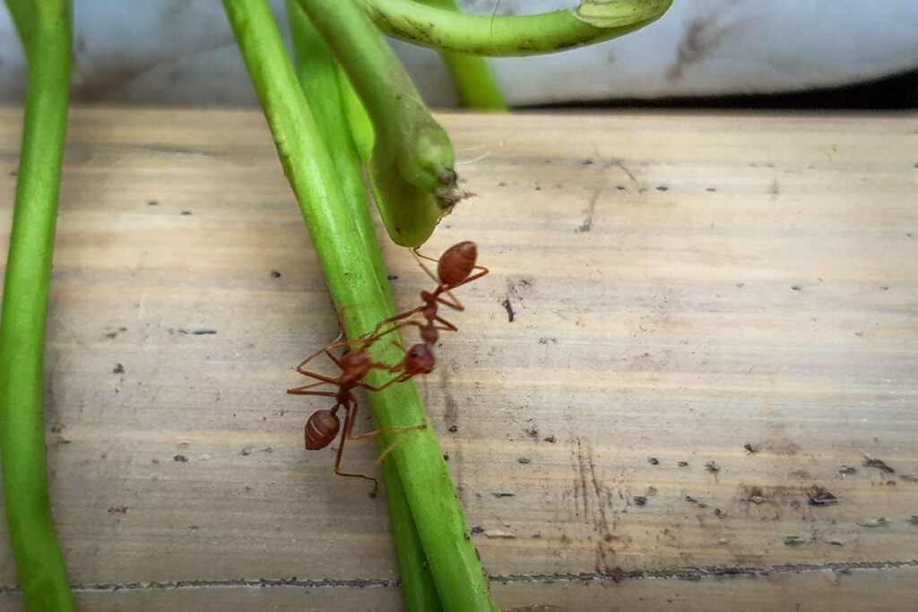 Rode weefmieren klimmen langs een groene stengel op een houten ondergrond, weefmieren komen veel voor in Vietnam en kunnen een pijnlijke beet geven