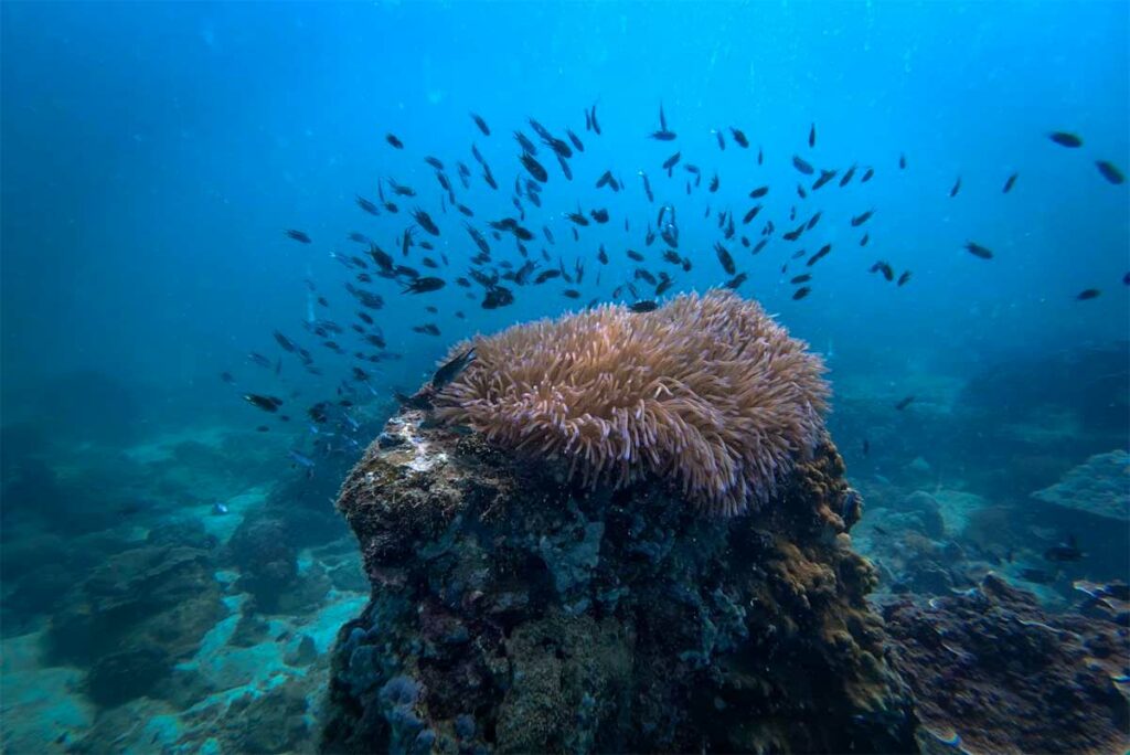 Grote anemoon op een rotsblok met een zwerm kleine donkere rifvissen eromheen bij Phu Quoc — dit soort scènes zijn typerend voor de onderwaterwereld tijdens het duiken bij Phu Quoc