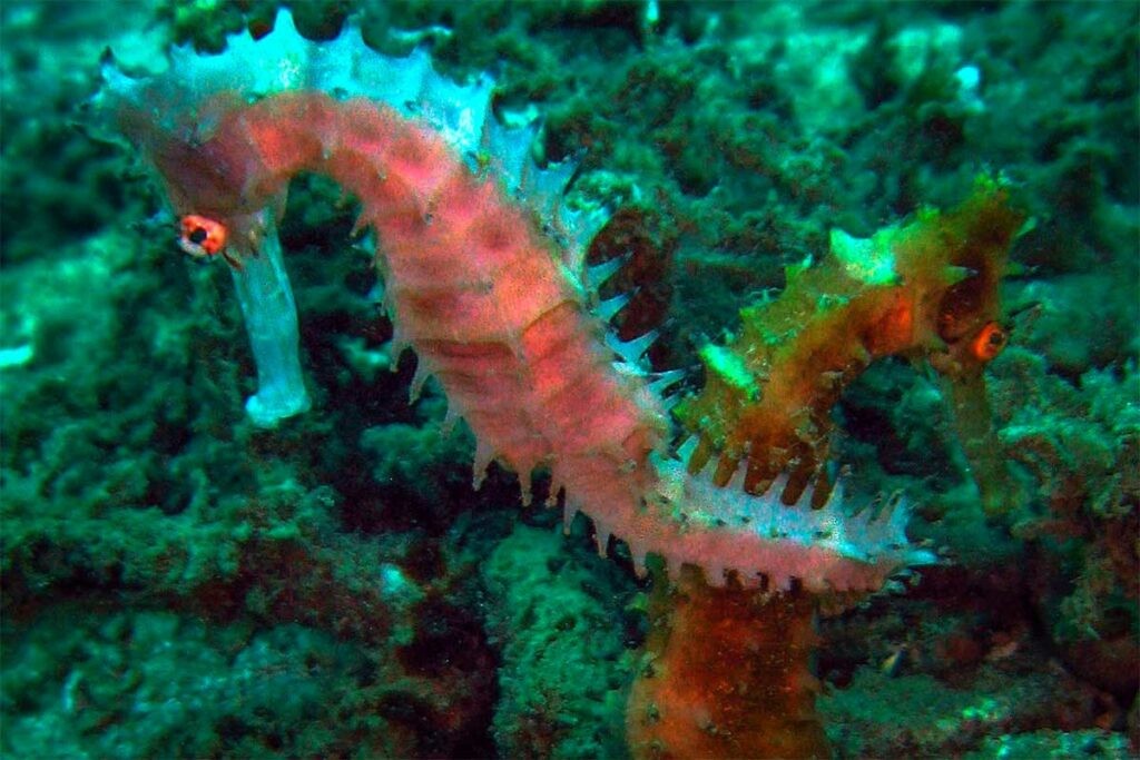 Twee roze zeepaardjes vasthoudend aan koraal op de zeebodem bij Hoi An — zeepaardjes zijn een van de bijzonderste onderwaterbewooners die duikers bij de Cham eilanden kunnen tegenkomen