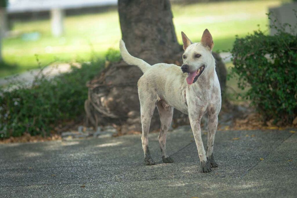 Magere zwerfhond loopt over straat in Vietnam, een potentieel gevaar voor reizigers vanwege het risico op hondsdolheid