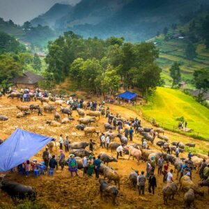 Overzicht van het buffelterrein van de markt in Bac Ha, met rijstterrassen en bergen eromheen.