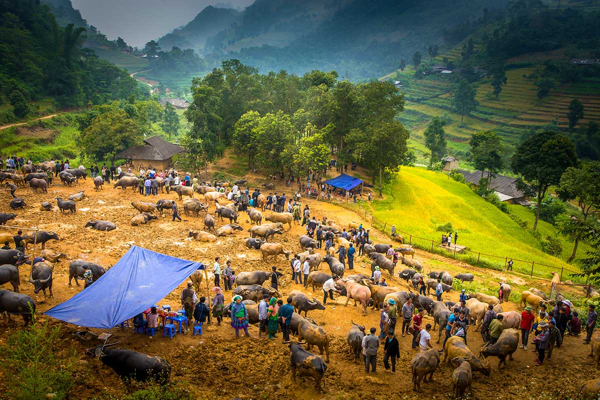 Overzicht van het buffelterrein van de markt in Bac Ha, met rijstterrassen en bergen eromheen.