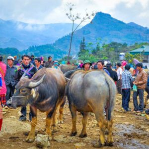Waterbuffels worden verhandeld op het veeterrein van de markt in Bac Ha, met bergen op de achtergrond.