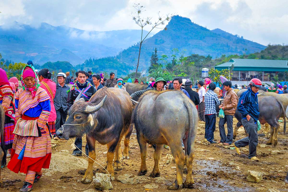 Waterbuffels worden verhandeld op het veeterrein van de markt in Bac Ha, met bergen op de achtergrond.