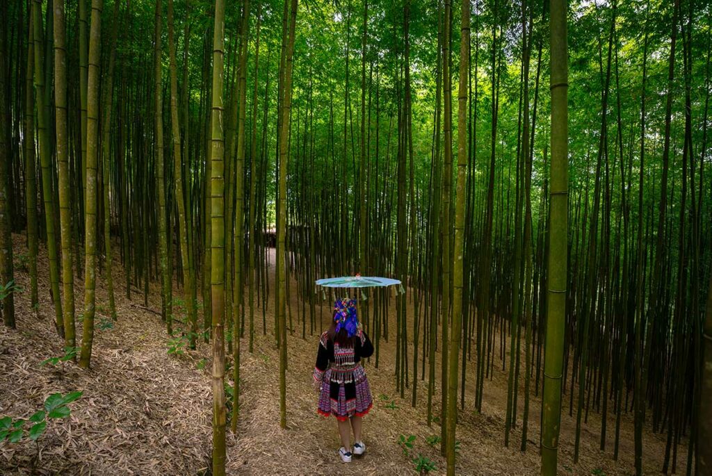 Vrouw in traditionele kleding met parasol loopt over een pad door het bamboebos in Mu Cang Chai