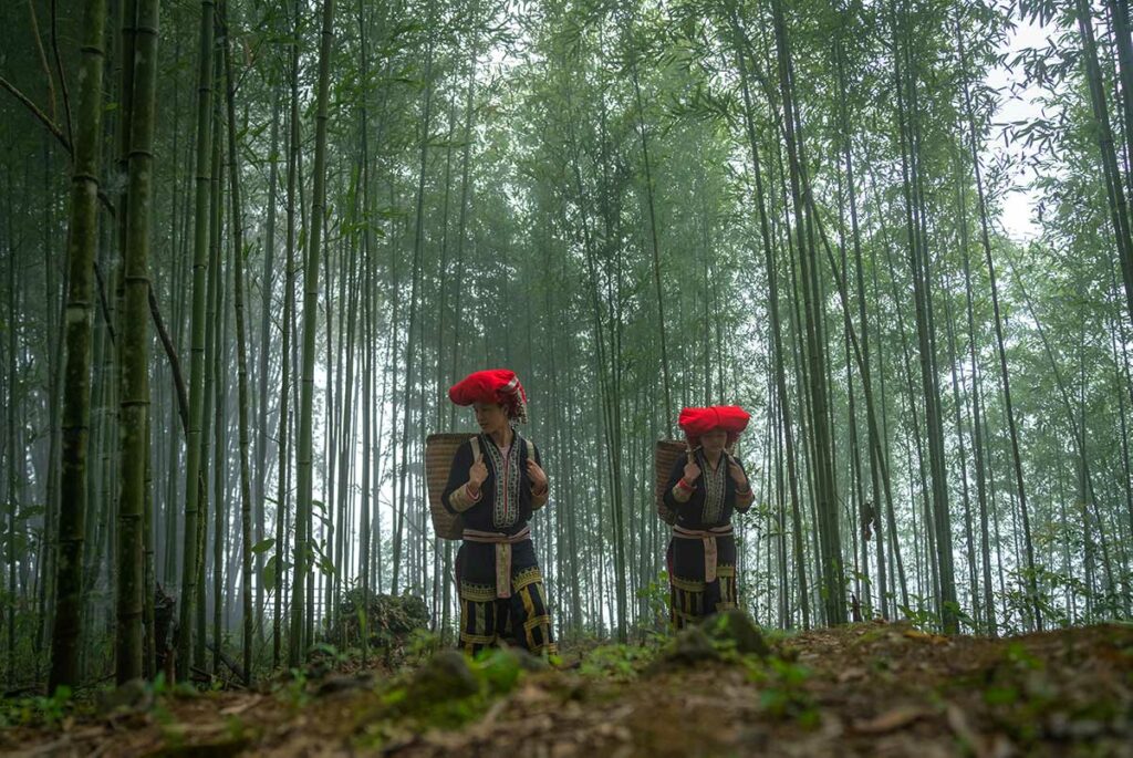 Twee Rode Dao vrouwen met rugmanden lopen door een mistig bamboebos bij Sapa.