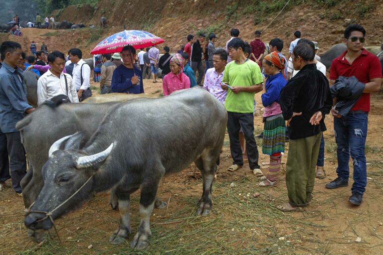 Waterbuffel wordt bekeken door kopers op het veeterrein van de markt in Coc Ly, Lao Cai.
