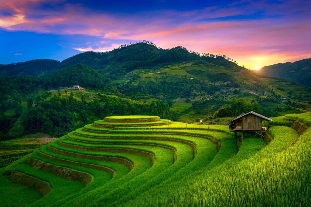 Groene rijstterrassen met houten veldhuisje bij zonsondergang op Mam Xoi heuvel in Mu Cang Chai