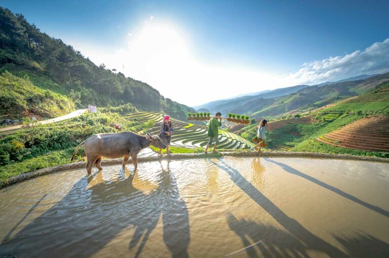 Boeren planten rijst met een waterbuffel op ondergelopen terrassen in Mu Cang Chai, Yen Bai
