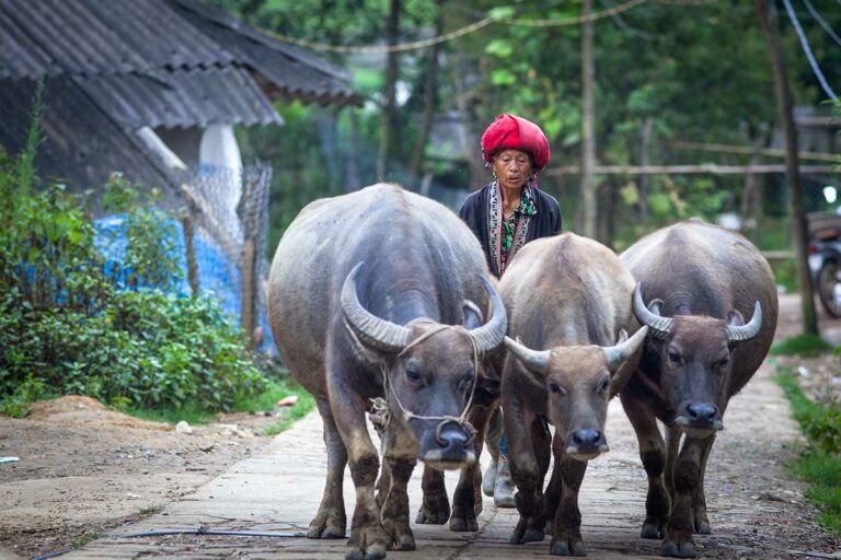 Rode Dao vrouw drijft drie waterbuffels over een pad in Ta Phin, provincie Lao Cai.