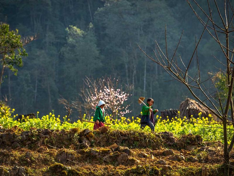 Kinderen van een bergdorp in Ha Giang die door velden met bloeiende mosterdplanten lopen, typisch lokaal landschap.