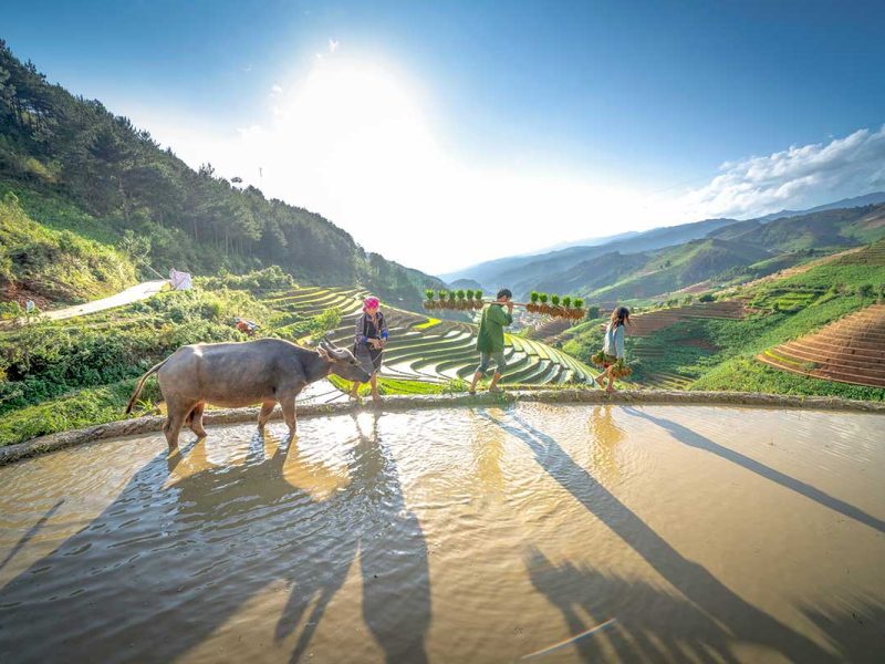 Boeren planten rijst met een waterbuffel op ondergelopen terrassen in Mu Cang Chai, Yen Bai