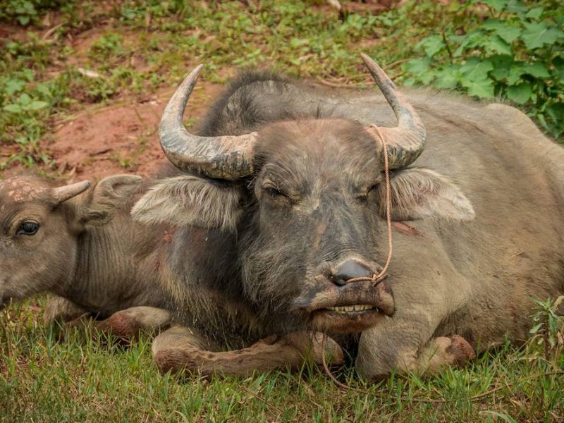 Sapa buffel