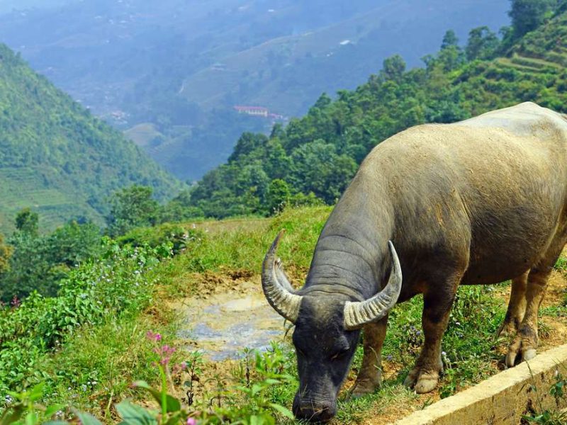 Sapa buffel