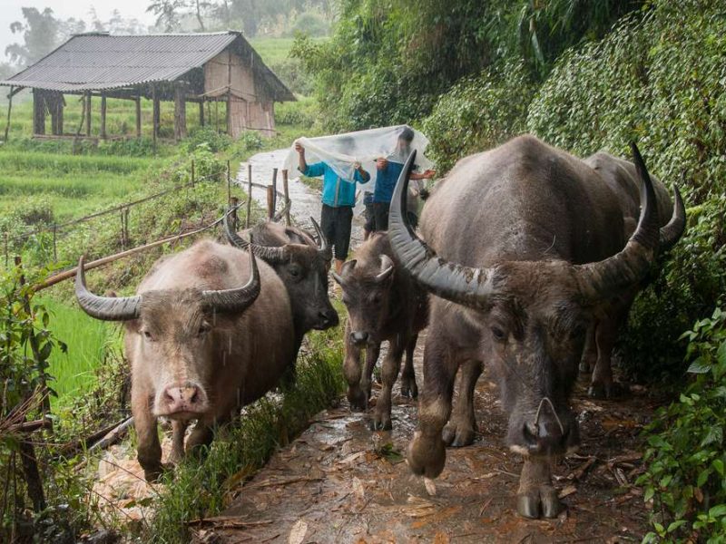 Sapa trekking