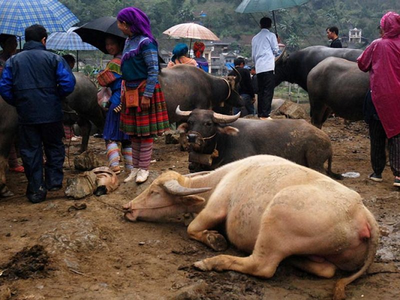 vee op Bac Ha markt